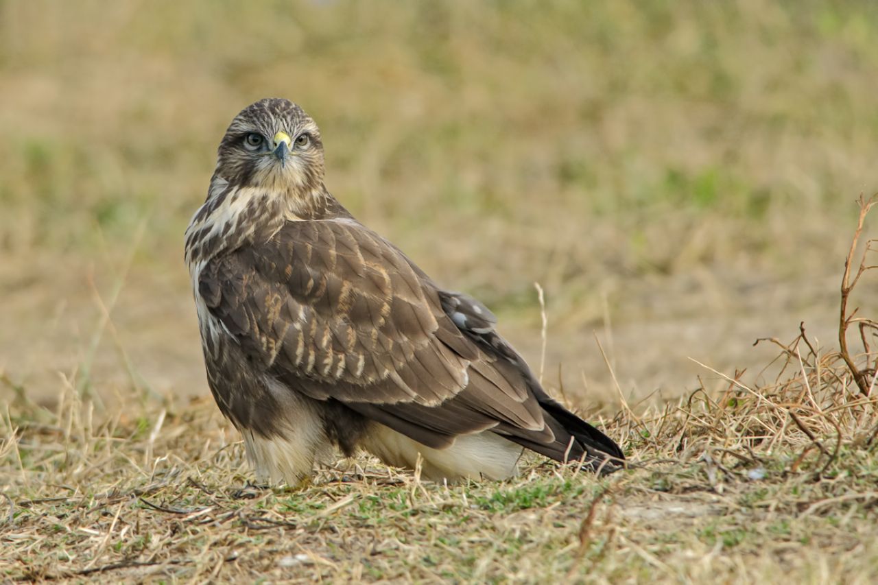 Poiana Buteo buteo